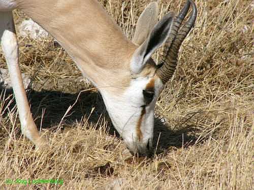 m&auml;nnlicher Springbock